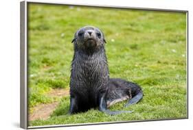 South Georgia. Salisbury Plain. Antarctic Fur Seal Pup-Inger Hogstrom-Framed Photographic Print