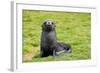 South Georgia. Salisbury Plain. Antarctic Fur Seal Pup-Inger Hogstrom-Framed Photographic Print