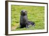 South Georgia. Salisbury Plain. Antarctic Fur Seal Pup-Inger Hogstrom-Framed Photographic Print