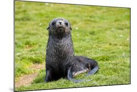 South Georgia. Salisbury Plain. Antarctic Fur Seal Pup-Inger Hogstrom-Mounted Photographic Print