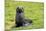 South Georgia. Salisbury Plain. Antarctic Fur Seal Pup-Inger Hogstrom-Mounted Photographic Print