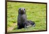 South Georgia. Salisbury Plain. Antarctic Fur Seal Pup-Inger Hogstrom-Framed Photographic Print