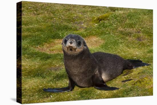 South Georgia. Salisbury Plain. Antarctic Fur Seal Pup-Inger Hogstrom-Stretched Canvas