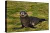 South Georgia. Salisbury Plain. Antarctic Fur Seal Pup-Inger Hogstrom-Stretched Canvas
