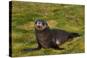 South Georgia. Salisbury Plain. Antarctic Fur Seal Pup-Inger Hogstrom-Stretched Canvas