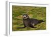 South Georgia. Salisbury Plain. Antarctic Fur Seal Pup-Inger Hogstrom-Framed Photographic Print