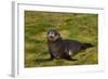 South Georgia. Salisbury Plain. Antarctic Fur Seal Pup-Inger Hogstrom-Framed Photographic Print