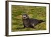 South Georgia. Salisbury Plain. Antarctic Fur Seal Pup-Inger Hogstrom-Framed Photographic Print