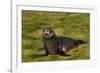 South Georgia. Salisbury Plain. Antarctic Fur Seal Pup-Inger Hogstrom-Framed Photographic Print