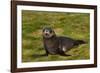 South Georgia. Salisbury Plain. Antarctic Fur Seal Pup-Inger Hogstrom-Framed Photographic Print