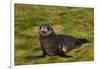 South Georgia. Salisbury Plain. Antarctic Fur Seal Pup-Inger Hogstrom-Framed Photographic Print