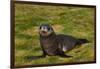 South Georgia. Salisbury Plain. Antarctic Fur Seal Pup-Inger Hogstrom-Framed Photographic Print