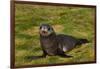 South Georgia. Salisbury Plain. Antarctic Fur Seal Pup-Inger Hogstrom-Framed Photographic Print