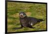 South Georgia. Salisbury Plain. Antarctic Fur Seal Pup-Inger Hogstrom-Framed Photographic Print