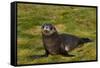 South Georgia. Salisbury Plain. Antarctic Fur Seal Pup-Inger Hogstrom-Framed Stretched Canvas