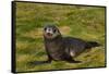 South Georgia. Salisbury Plain. Antarctic Fur Seal Pup-Inger Hogstrom-Framed Stretched Canvas