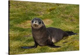 South Georgia. Salisbury Plain. Antarctic Fur Seal Pup-Inger Hogstrom-Stretched Canvas