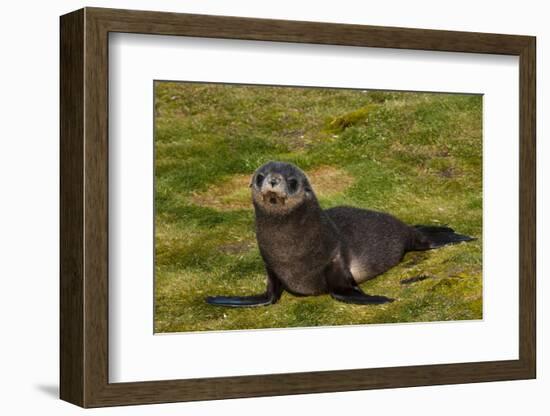 South Georgia. Salisbury Plain. Antarctic Fur Seal Pup-Inger Hogstrom-Framed Photographic Print