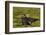 South Georgia. Salisbury Plain. Antarctic Fur Seal Pup-Inger Hogstrom-Framed Photographic Print