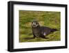 South Georgia. Salisbury Plain. Antarctic Fur Seal Pup-Inger Hogstrom-Framed Photographic Print