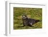 South Georgia. Salisbury Plain. Antarctic Fur Seal Pup-Inger Hogstrom-Framed Photographic Print