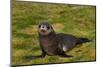 South Georgia. Salisbury Plain. Antarctic Fur Seal Pup-Inger Hogstrom-Mounted Photographic Print