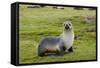 South Georgia. Salisbury Plain. Antarctic Fur Seal Standing-Inger Hogstrom-Framed Stretched Canvas