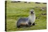 South Georgia. Salisbury Plain. Antarctic Fur Seal Standing-Inger Hogstrom-Stretched Canvas