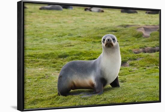 South Georgia. Salisbury Plain. Antarctic Fur Seal Standing-Inger Hogstrom-Framed Photographic Print