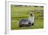 South Georgia. Salisbury Plain. Antarctic Fur Seal Standing-Inger Hogstrom-Framed Photographic Print