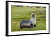 South Georgia. Salisbury Plain. Antarctic Fur Seal Standing-Inger Hogstrom-Framed Photographic Print