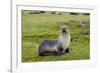 South Georgia. Salisbury Plain. Antarctic Fur Seal Standing-Inger Hogstrom-Framed Photographic Print