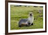 South Georgia. Salisbury Plain. Antarctic Fur Seal Standing-Inger Hogstrom-Framed Photographic Print