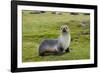 South Georgia. Salisbury Plain. Antarctic Fur Seal Standing-Inger Hogstrom-Framed Photographic Print