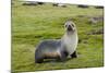 South Georgia. Salisbury Plain. Antarctic Fur Seal Standing-Inger Hogstrom-Mounted Photographic Print