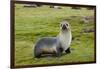 South Georgia. Salisbury Plain. Antarctic Fur Seal Standing-Inger Hogstrom-Framed Photographic Print