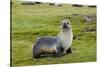 South Georgia. Salisbury Plain. Antarctic Fur Seal Standing-Inger Hogstrom-Stretched Canvas