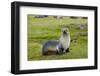 South Georgia. Salisbury Plain. Antarctic Fur Seal Standing-Inger Hogstrom-Framed Photographic Print