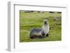 South Georgia. Salisbury Plain. Antarctic Fur Seal Standing-Inger Hogstrom-Framed Photographic Print