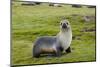 South Georgia. Salisbury Plain. Antarctic Fur Seal Standing-Inger Hogstrom-Mounted Photographic Print