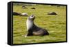 South Georgia. Salisbury Plain. Antarctic Fur Seal-Inger Hogstrom-Framed Stretched Canvas