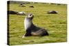 South Georgia. Salisbury Plain. Antarctic Fur Seal-Inger Hogstrom-Stretched Canvas