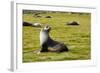 South Georgia. Salisbury Plain. Antarctic Fur Seal-Inger Hogstrom-Framed Photographic Print