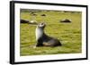 South Georgia. Salisbury Plain. Antarctic Fur Seal-Inger Hogstrom-Framed Photographic Print