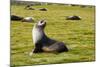 South Georgia. Salisbury Plain. Antarctic Fur Seal-Inger Hogstrom-Mounted Photographic Print