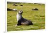 South Georgia. Salisbury Plain. Antarctic Fur Seal-Inger Hogstrom-Framed Photographic Print