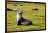 South Georgia. Salisbury Plain. Antarctic Fur Seal-Inger Hogstrom-Framed Photographic Print