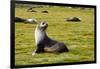 South Georgia. Salisbury Plain. Antarctic Fur Seal-Inger Hogstrom-Framed Photographic Print