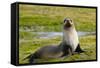 South Georgia. Salisbury Plain. Antarctic Fur Seal-Inger Hogstrom-Framed Stretched Canvas