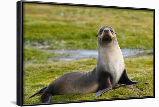 South Georgia. Salisbury Plain. Antarctic Fur Seal-Inger Hogstrom-Framed Photographic Print